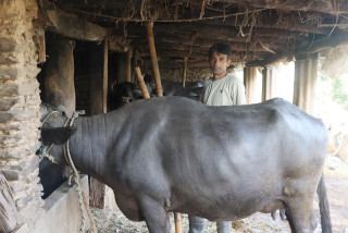 बागलुङकाे बिहुँका सुरेशकाे पशुपालन कर्म : दुध बेचेर कमाउँछन् वार्षिक २० लाख